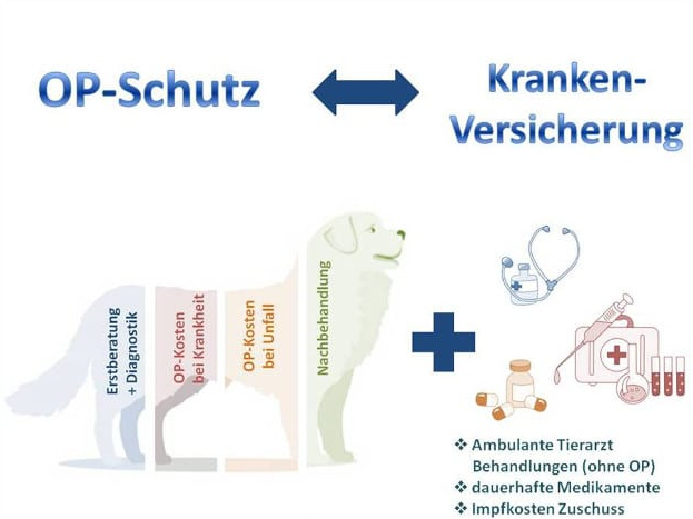 Beste krankenversicherung hund