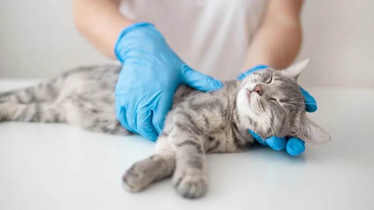 Krankenversicherung für Katzen