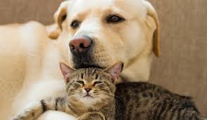 Bild eines Hundes und einer Katze
